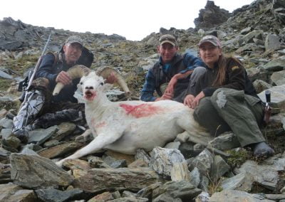 Alaska Range Dall Sheep