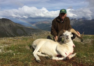 Alaska Range Dall Sheep