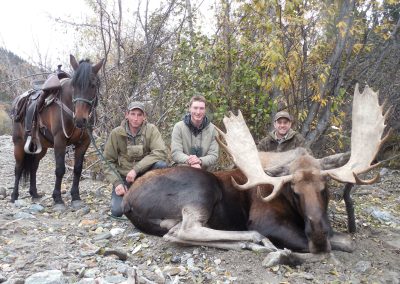 Alaska Range Moose