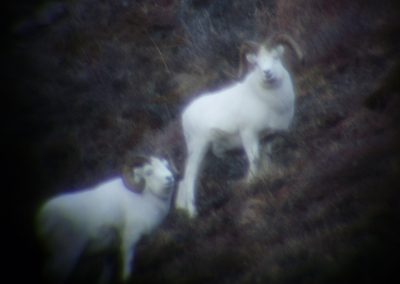Alaska Range Dall Sheep