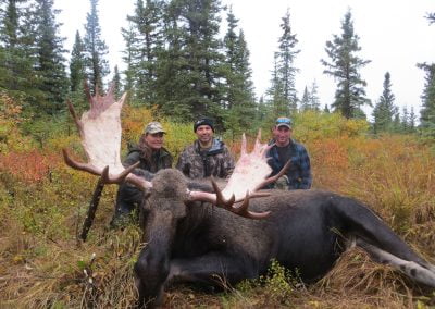 Alaska Range Moose