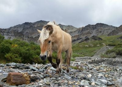 Horses grazing up the creek