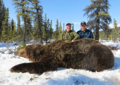 Alaska Range Grizzly
