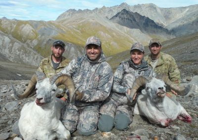 Alaska Range Dall Sheep