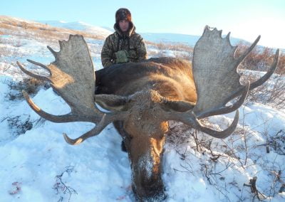 Alaska Range Moose