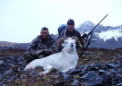 Alaska Range Dall Sheep