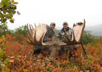 Alaska Range Moose
