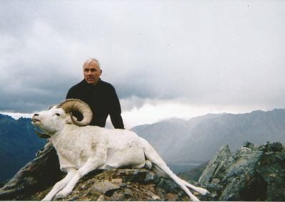 Alaska Range Dall Sheep