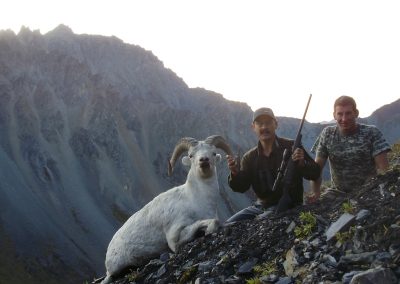 Alaska Range Dall Sheep