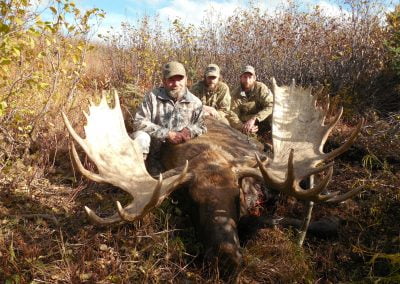 Alaska Range Moose