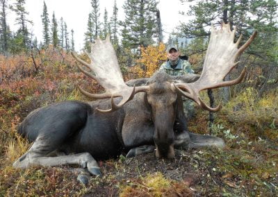 Alaska Range Moose