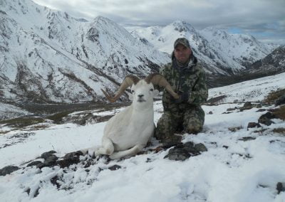Alaska Range Dall Sheep