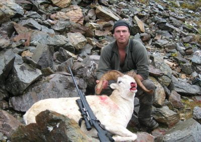 Alaska Range Dall Sheep