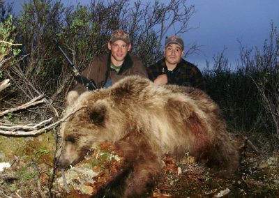 Alaska Range Grizzly