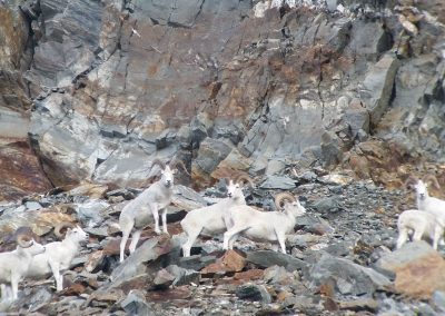 Alaska Range Dall Sheep