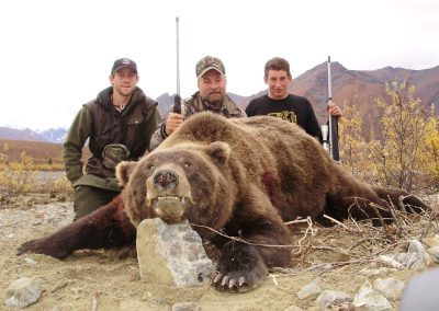 Alaska Range Grizzly