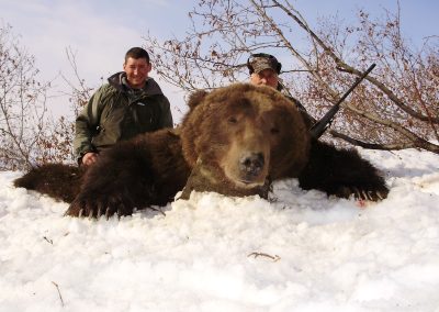 Alaska Range Grizzly