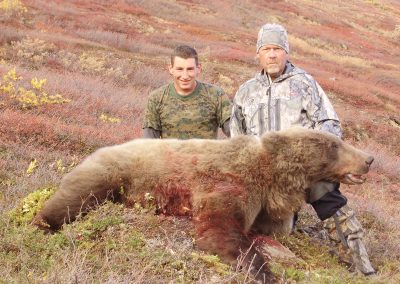 Alaska Range Grizzly