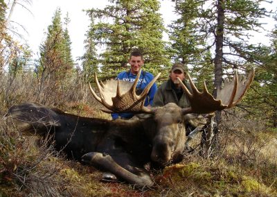 Alaska Range Moose
