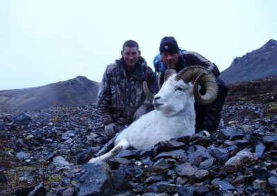 Alaska Range Dall Sheep