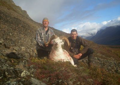 Alaska Range Dall Sheep