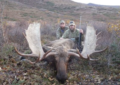 Alaska Range Moose