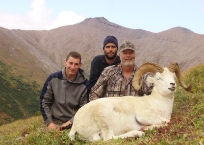 Alaska Range Dall Sheep