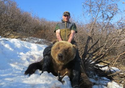 Alaska Range Grizzly