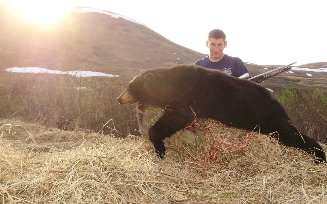 Alaska Range Black Bear