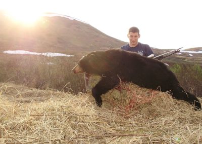 Alaska Range Black Bear