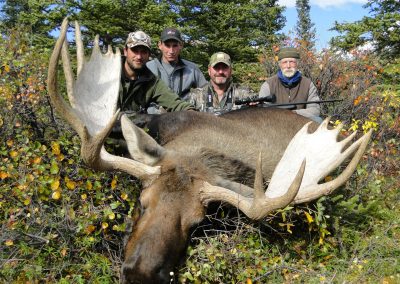 Alaska Range Moose