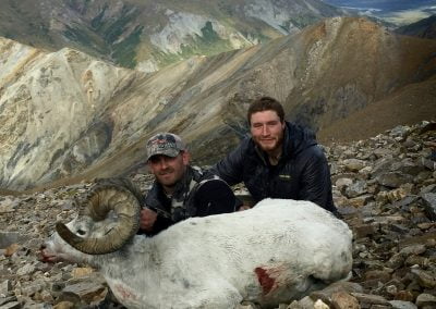 Alaska Range Dall Sheep