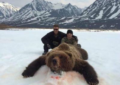Alaska Range Grizzly