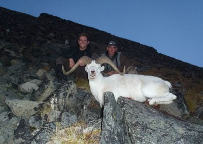Alaska Range Dall Sheep