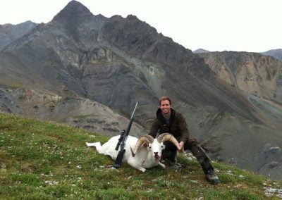 Alaska Range Dall Sheep 2013