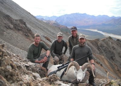 Alaska Range Dall Sheep