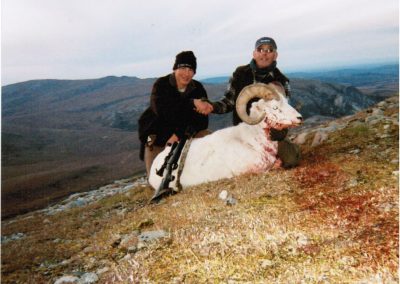 Alaska Range Dall Sheep