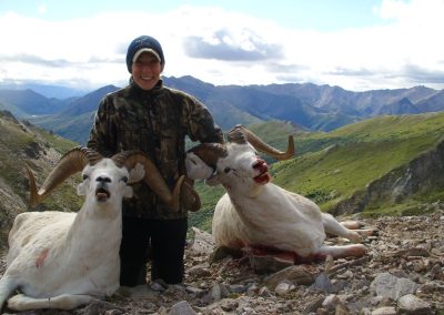 Alaska Range Dall Sheep