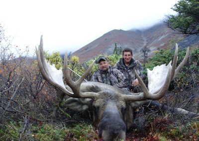 Alaska Range Moose