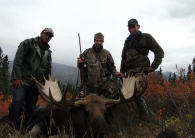Alaska Range Moose