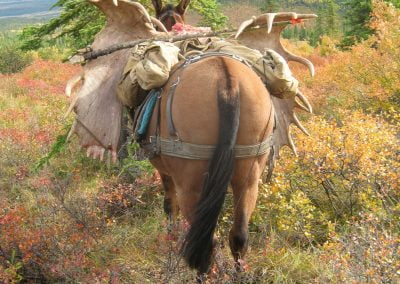 Moose movers in the Alaska Range
