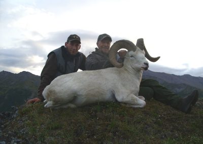 Alaska Range Dall Sheep