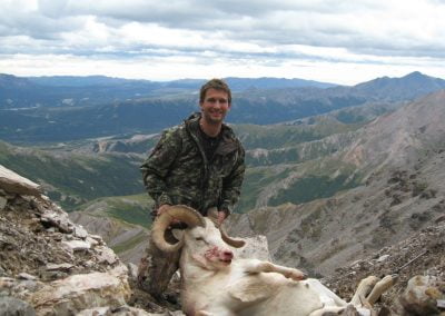 Alaska Range Dall Sheep