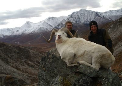 Alaska Range Dall Sheep