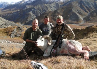 Alaska Range Dall Sheep