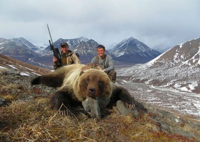 Alaska Range Grizzly