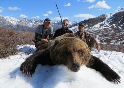 Alaska Range Grizzly