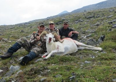 Alaska Range Dall Sheep