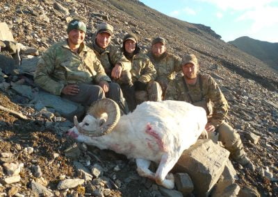 Alaska Range Dall Sheep