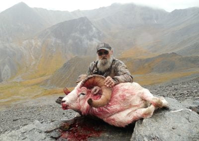 Alaska Range Dall Sheep